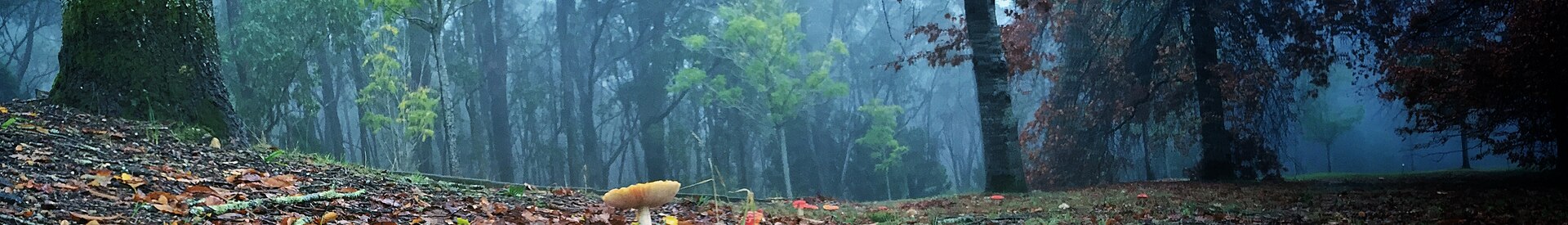 Autumn in the Adelaide Hills