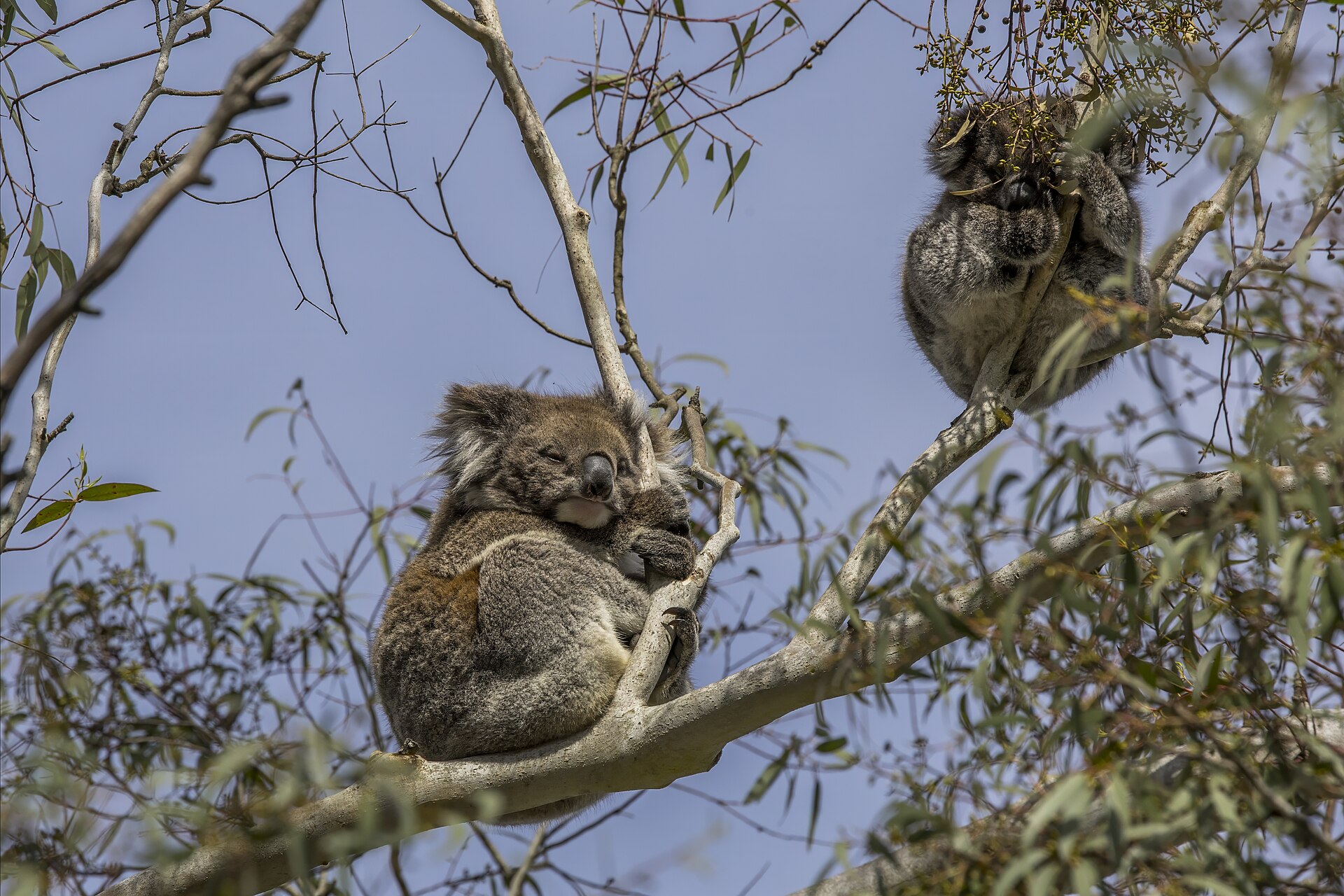 Koalas and bandicoots: the wild side of the Hills